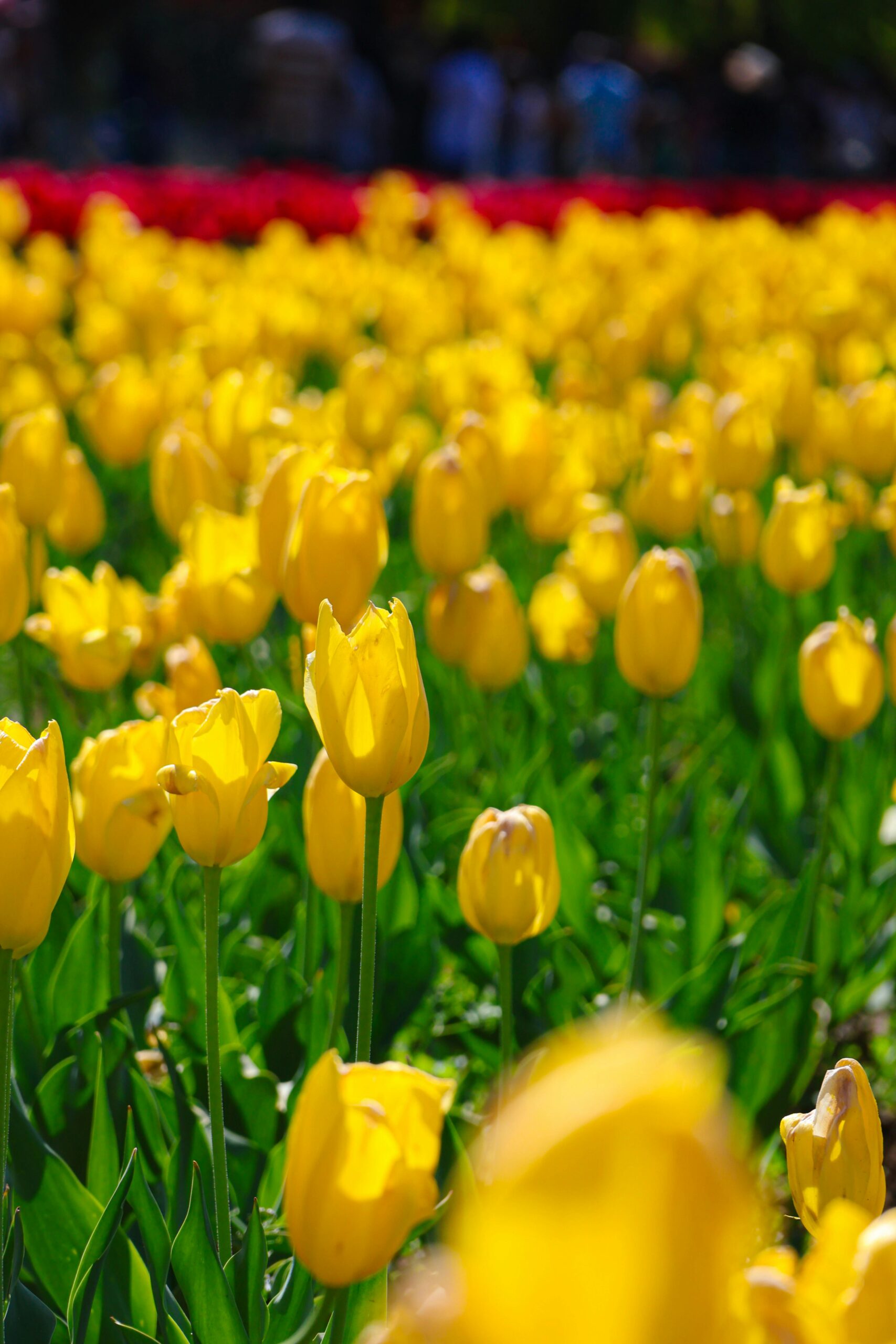 Tulip Garden